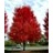 ACER FRE AUTUMN BLAZE #10