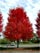 ACER FRE AUTUMN BLAZE 2"BB
