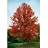 ACER FRE AUTUMN BLAZE 3.5"BB