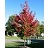 ACER FRE FIREFALL #25