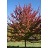 ACER FRE FIREFALL 2.5"BB
