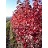 ACER FRE MATADOR #25 FE