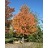 ACER FRE SIENNA GLEN #25