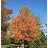 ACER FRE SIENNA GLEN 3"BB