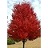ACER GIN FLAME AMUR 2"BB