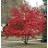 ACER GIN FLAME AMUR 6' CLP BB