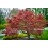 ACER PAL SHERWOOD FLAME #6
