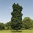 ACER PLA COLUMNAR MAPLE 2"BB