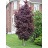 ACER PLA CRIMSON SENTRY MAPLE#20
