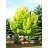ACER PLA PRINCETON GOLD #20