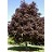 ACER PLA ROYAL RED MAPLE #10