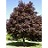 ACER PLA ROYAL RED 2"BB
