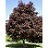 ACER PLA ROYAL RED 2.5"BB
