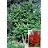 ACER PSE KOREAN MAPLE #20 CLP