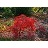 ACER X PSE ARCTIC JADE #15 TF