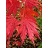 ACER X PSE NORTH WIND #3