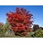 ACER X PSE NORTH WIND #15 TF