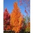 ACER RUB ARMSTRONG GOLD 2.5"BB