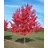 ACER RUB AUTUMN RADIANCE #20