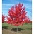 ACER RUB AUTUMN RADIANCE 2"BB