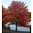 ACER RUB NORTHWOOD 2"BB