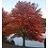 ACER RUB NORTHWOOD 3"BB