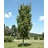 ACER RUB RED ROCKET #10