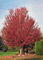 ACER RUB RED SUNSET 2.5"BB