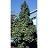 ACER SAC APOLLO SUGAR MAPLE #20
