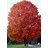 ACER SAC FALL FIESTA SUGAR #20