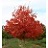 ACER SAC FALL FIESTA 2"BB