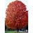ACER SAC GREEN MTN SUGAR #20