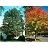 ACER SAC GREEN MTN 3"BB