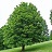 AESCU GLA OHIO BUCKEYE #10
