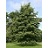 ALNUS HIR PRAIRIE HORIZON 1.5"BB