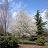 AMELA LAE SPRING FLURRY #15