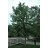 BETULA NIG RIVER BIRCH #25 TF