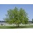 BETULA NIG RIVER BIRCH #15 CLP