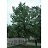 BETULA NIG RIVER BIRCH 2"BB