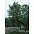 BETULA NIG RIVER BIRCH2.5"BB