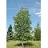 BETULA PAP PRAIRIE DREAM 2"BB