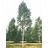 BETULA PAP PRAIRIE DREAM 8'CLPBB