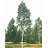 BETULA PAP PRAIRIE DREAM10'CLPBB