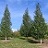BETULA PLA DAKOTA PINNACLE #10TF