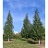 BETULA PLA DAKOTA PINNACLE 2"BB