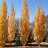 BETULA PLA PARKLAND PILLAR #7 FE