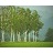 BETULA POP WHITESPIRE #15 TF