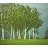 BETULA POP WHITESPIRE 1.75"BB
