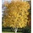 BETULA POP WHITESPIRE 10'CLPBB