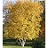 BETULA POP WHITESPIRE 14'CLPBB